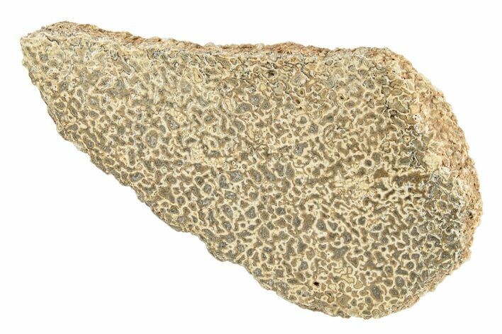 Polished Dinosaur Bone (Gembone) Slab - Morocco #257972